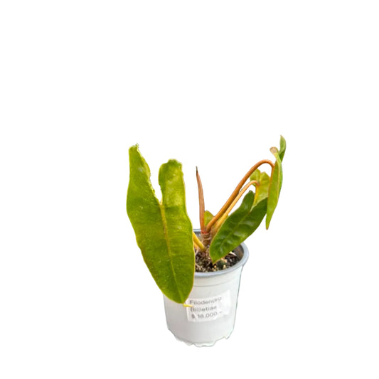 Filodendro Billietiae M 10
