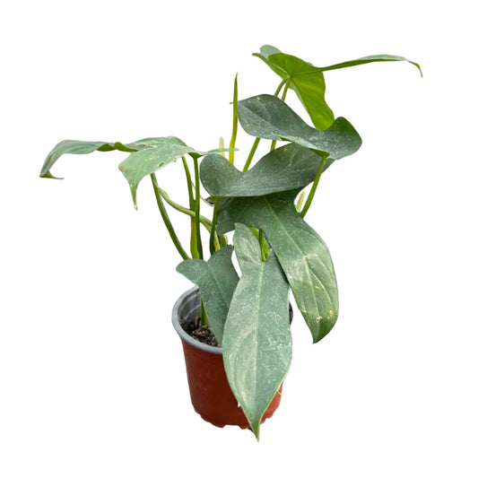 Filodendro Panduriforme M 12