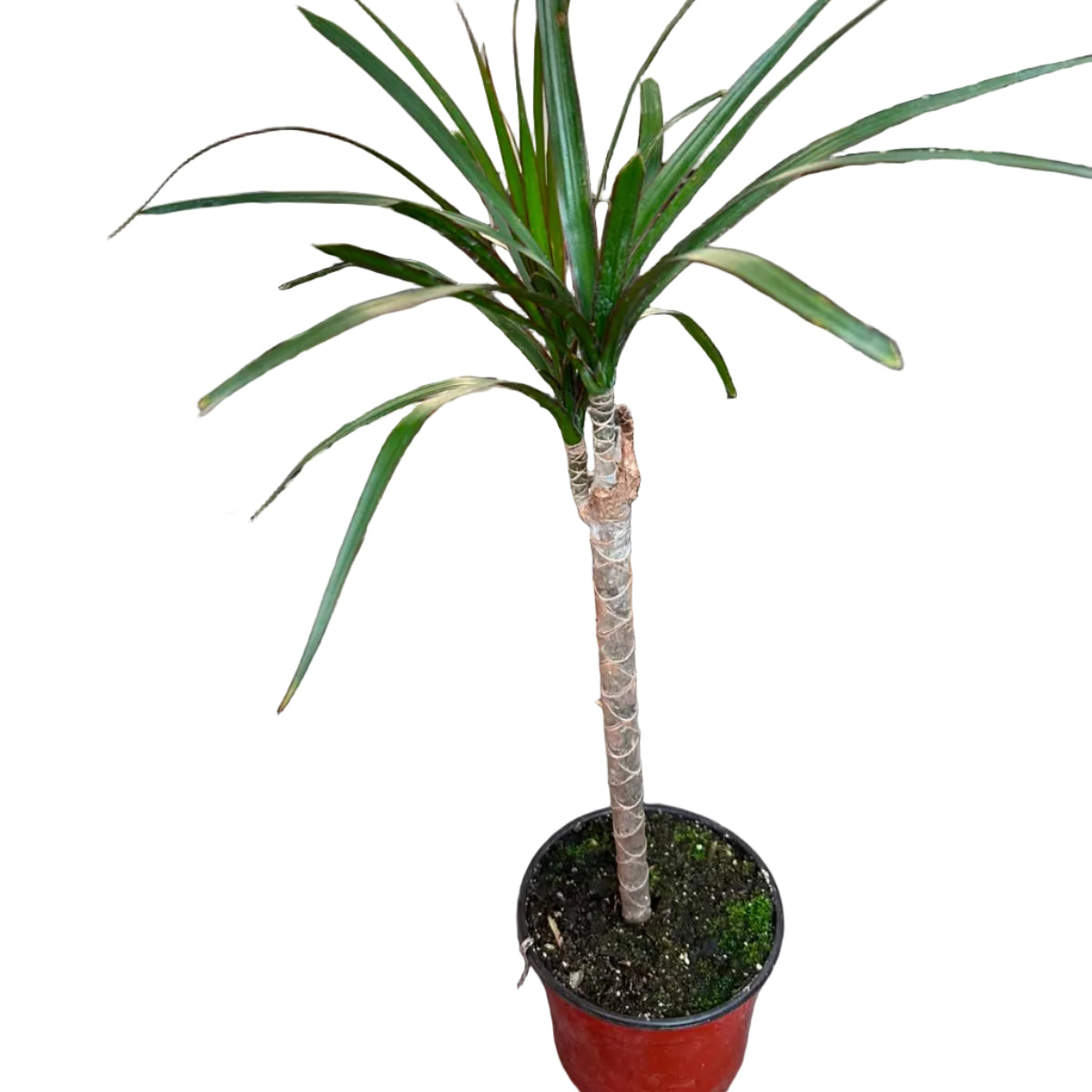 Dracena Marginata M 14