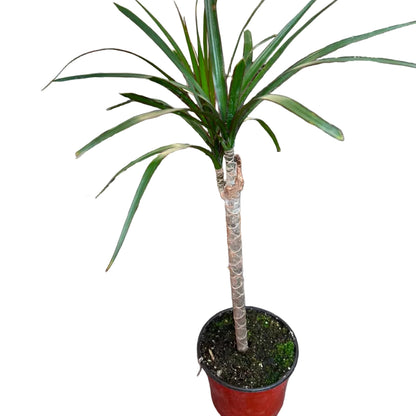 Dracena Marginata M 14
