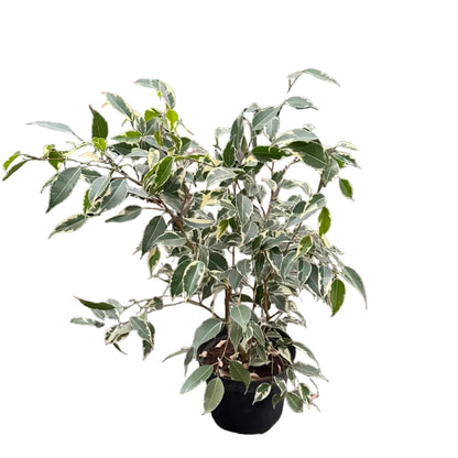 Ficus Samantha M 21