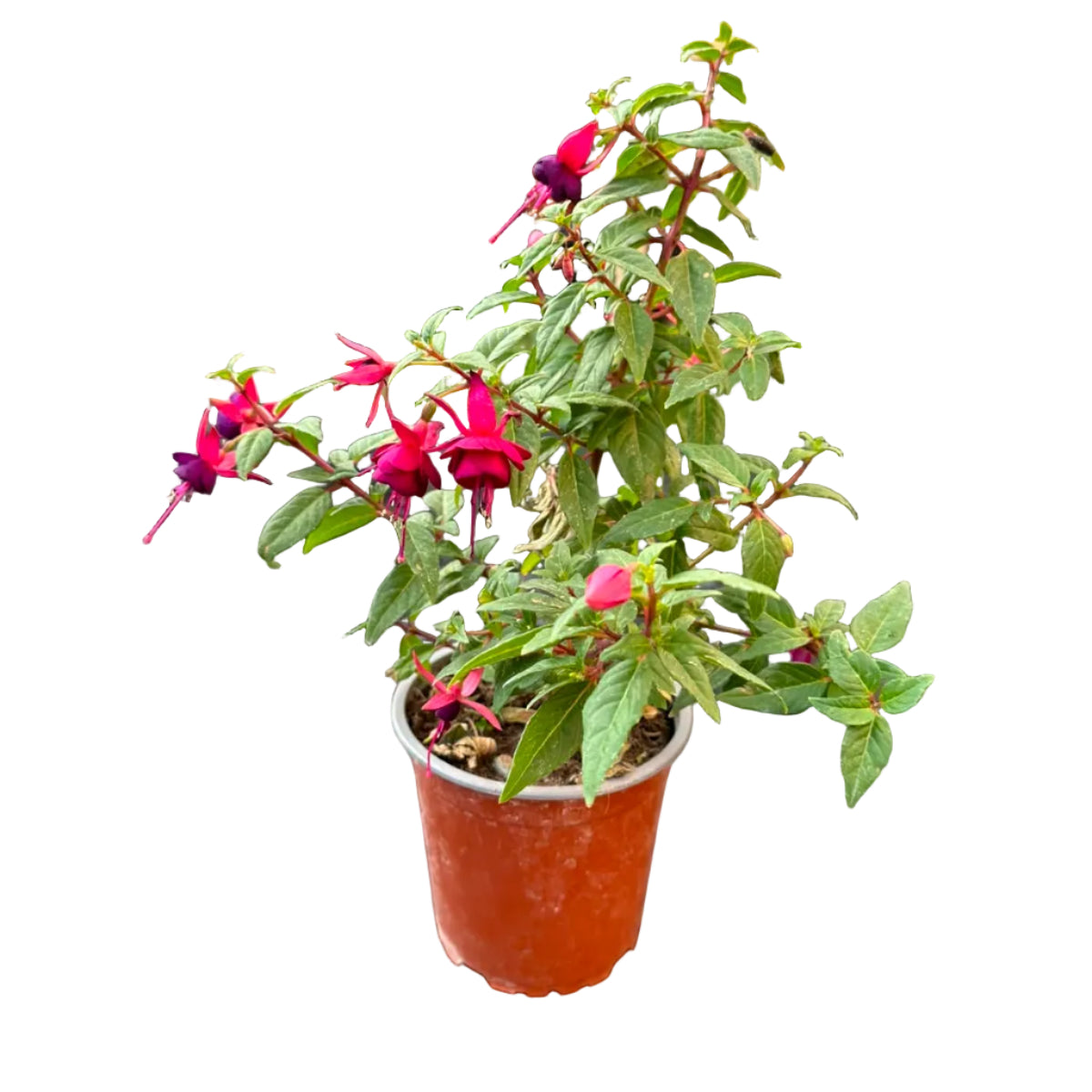 Fuchsia M 13