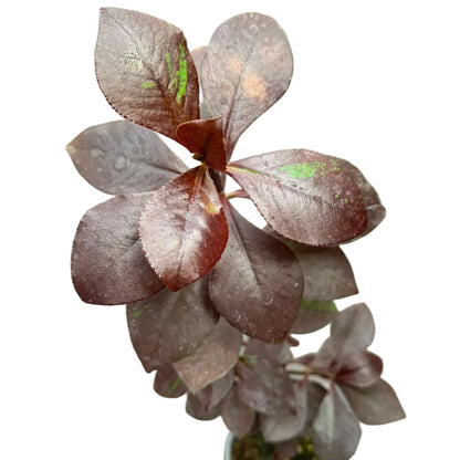 Gomero Burgundy M 13