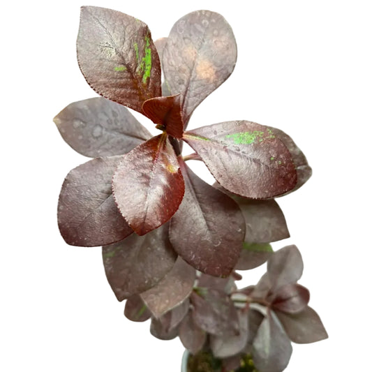 Gomero Burgundy M 13