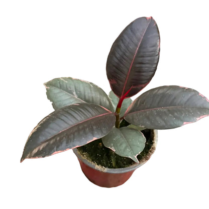 Gomero Ruby M 13