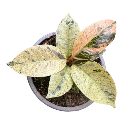 Gomero Variegado M 13
