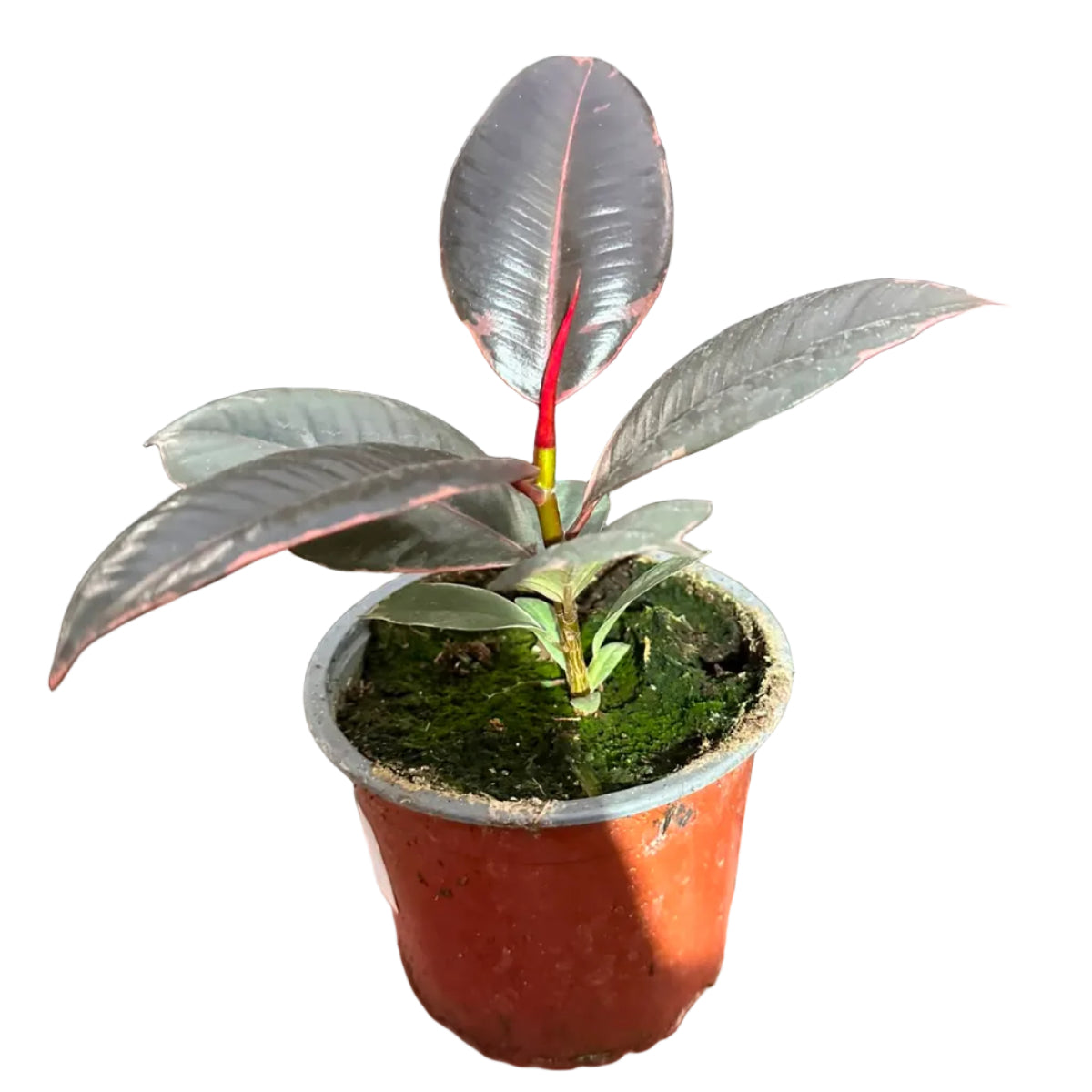 Gomero Ruby M 13