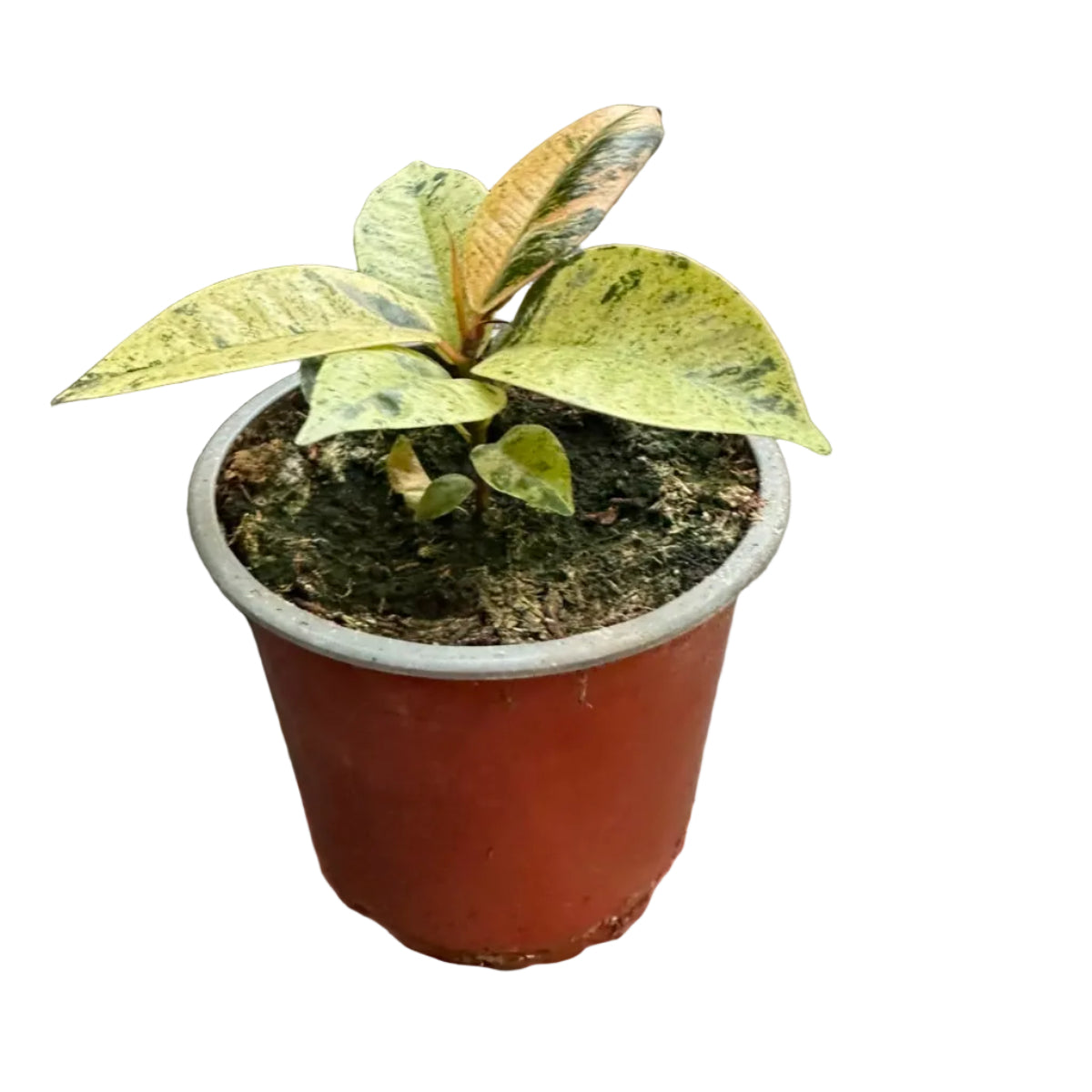 Gomero Variegado M 13