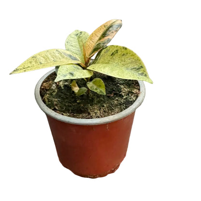 Gomero Variegado M 13