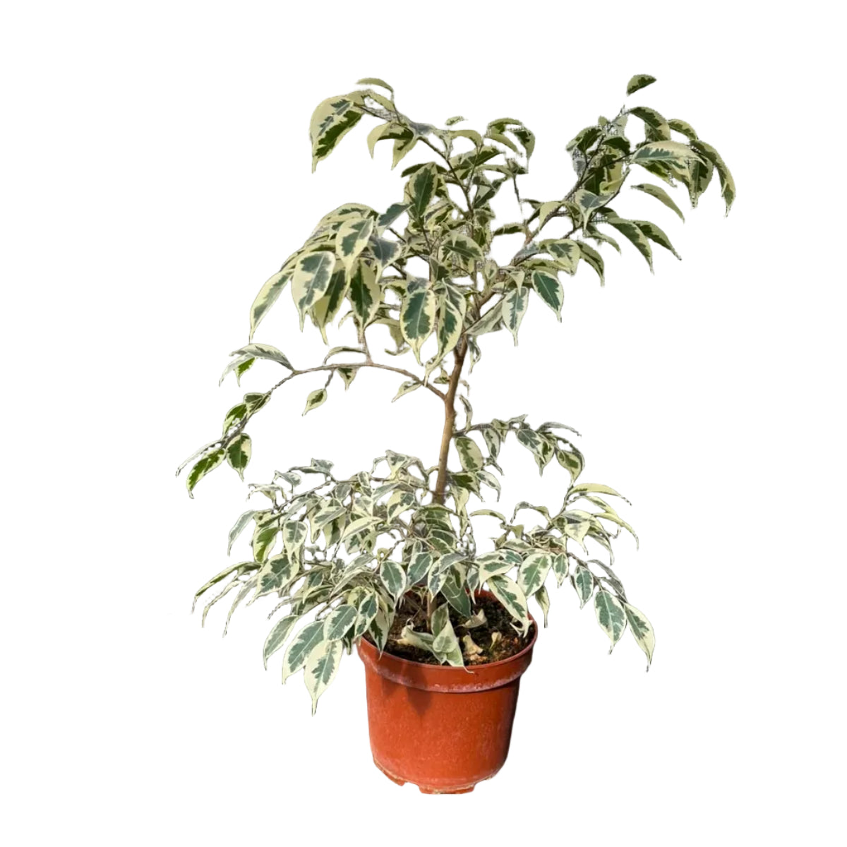 Ficus Hawai M 21