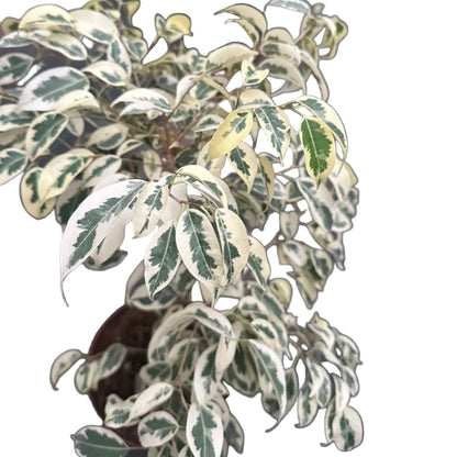 Ficus Hawai M 21