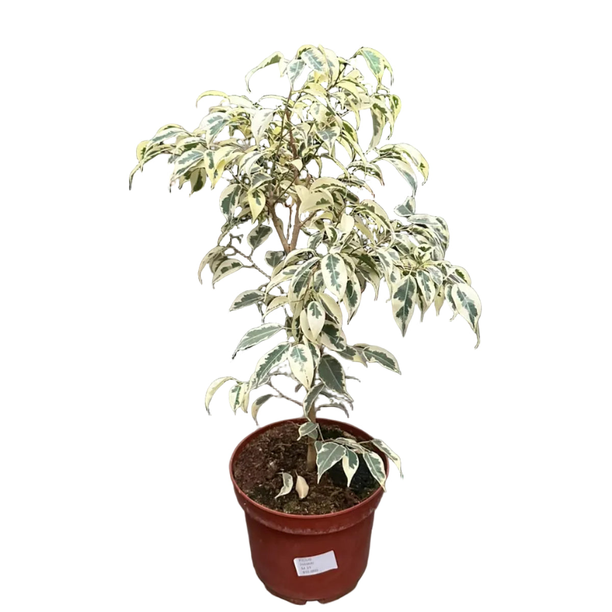 Ficus Hawai M 21