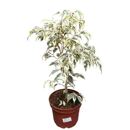 Ficus Hawai M 21