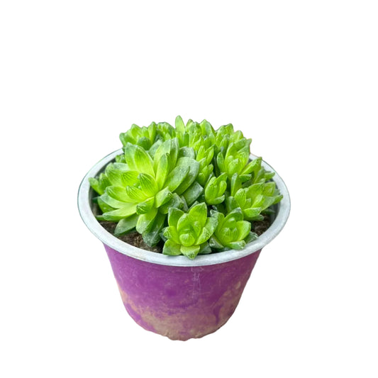 Haworthia Cymbiformis M 14