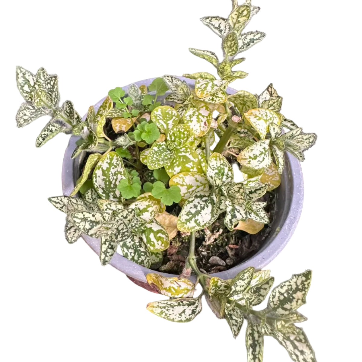 Hypoeste Verde M 13