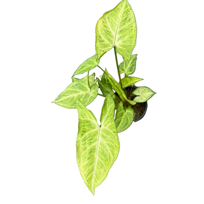 Singonio Robusta M 10