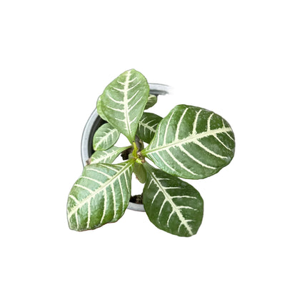 Aphelandra M 13