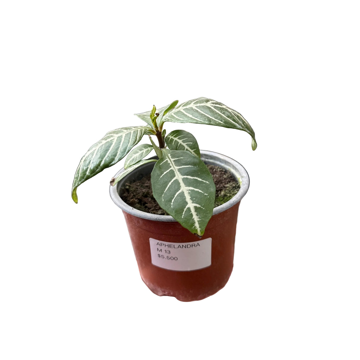 Aphelandra M 13