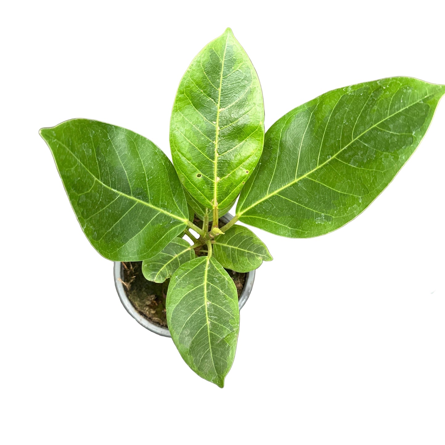 Ficus Altissima M 13