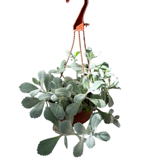 kalanchoe Pumila Colgante M 15