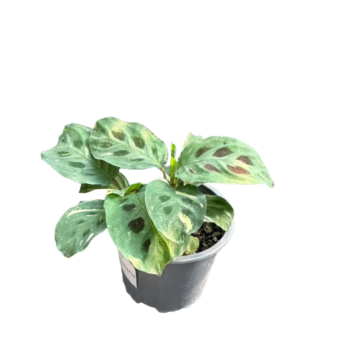 Calathea Kerchoveana