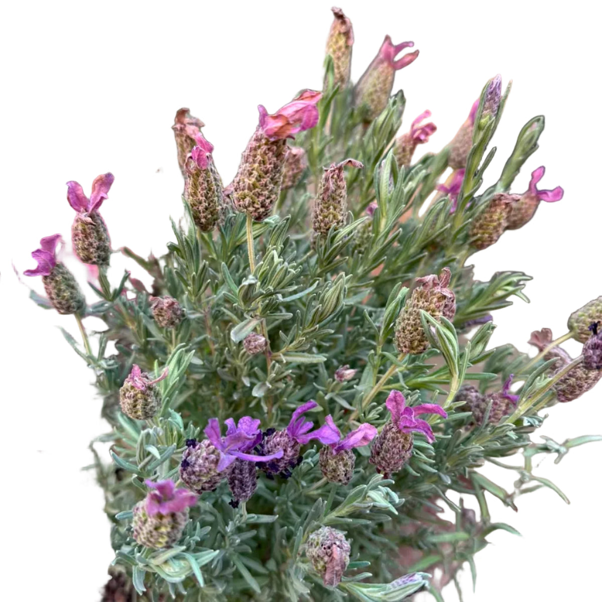 Lavanda M 20