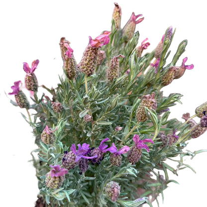 Lavanda M 20