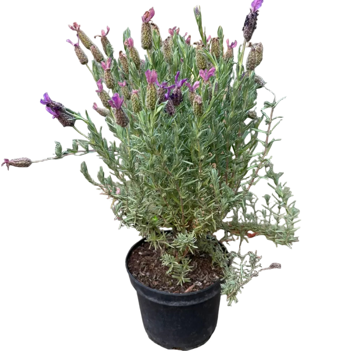 Lavanda M 20