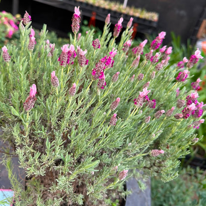 Lavanda Rose M 21