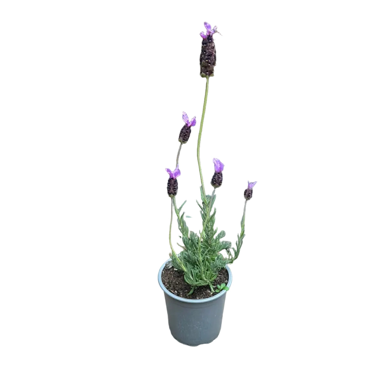 Lavanda Purple M 15