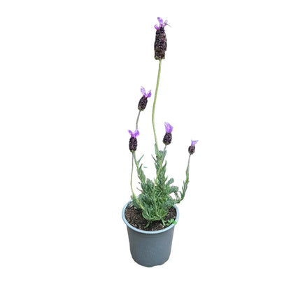 Lavanda Purple M 15