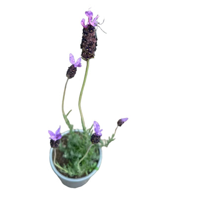 Lavanda Purple M 15
