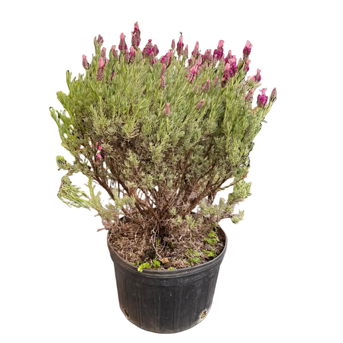 Lavanda Rose M 21