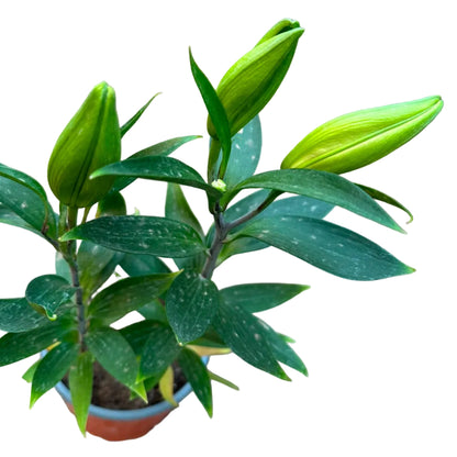 Lilium Oriental M 17