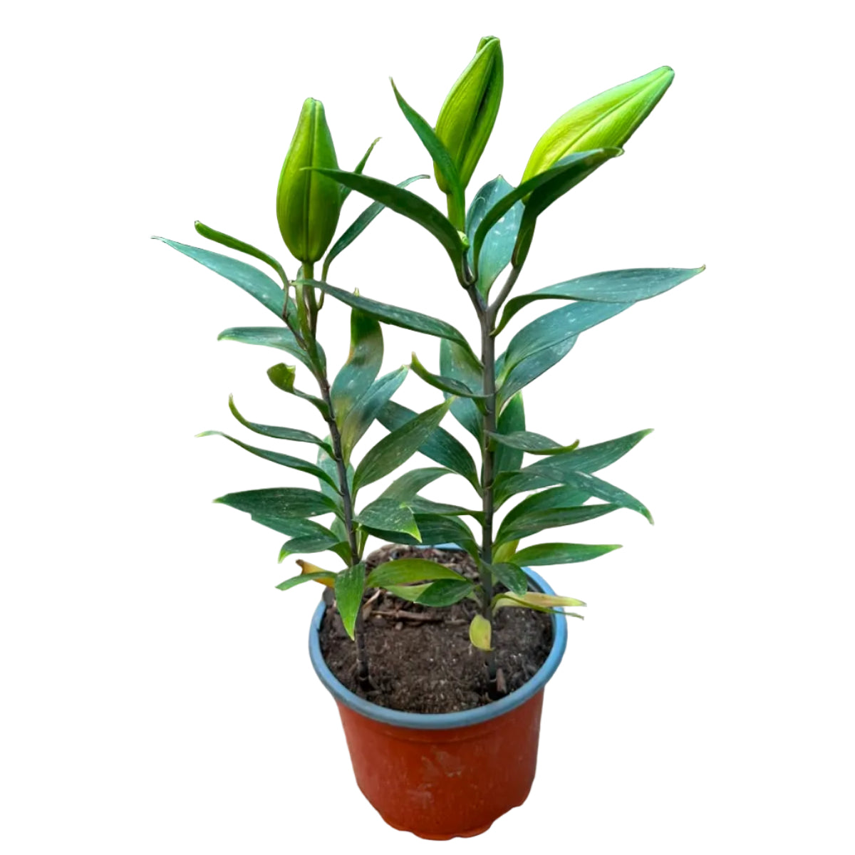 Lilium Oriental M 17