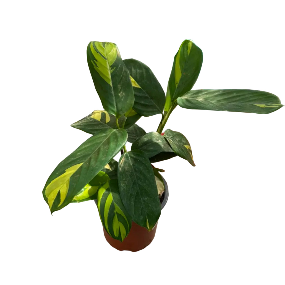 Ctenanthe Lubersiana M 12
