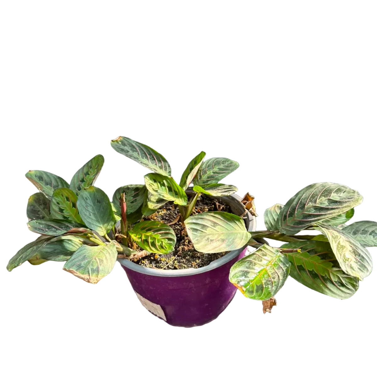 Maranta M  19