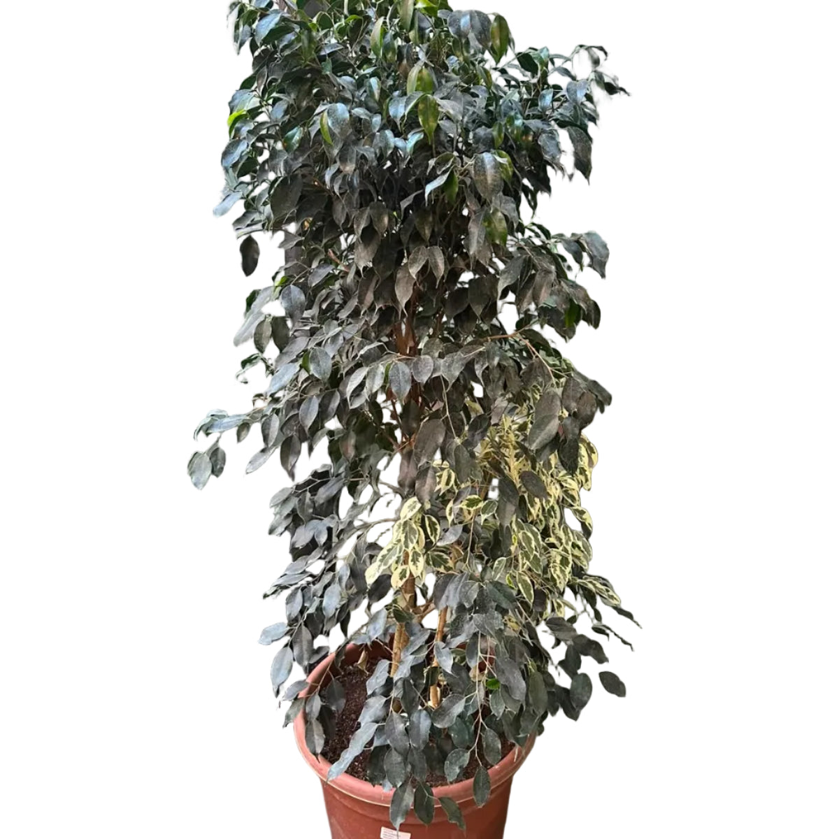 Ficus Benjamina Negro M 40