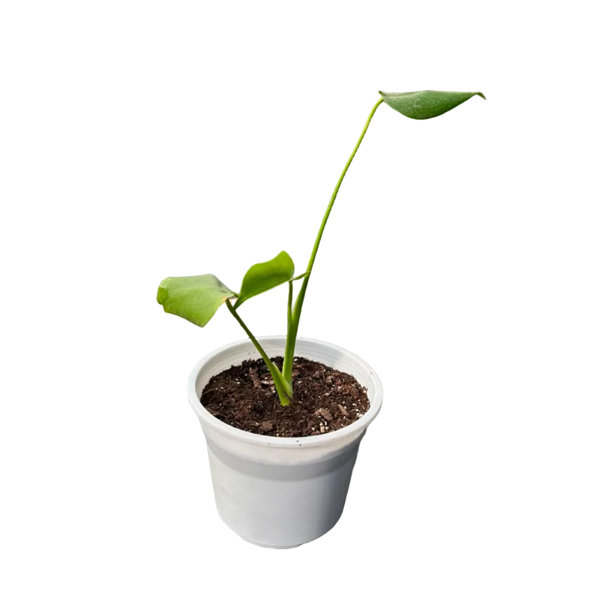 Mini Monstera Deliciosa M 17
