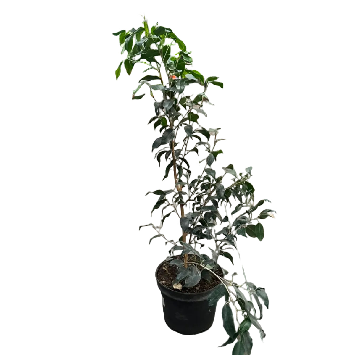 Ficus Negro M 21