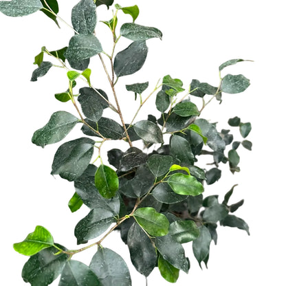 Ficus Negro M 21