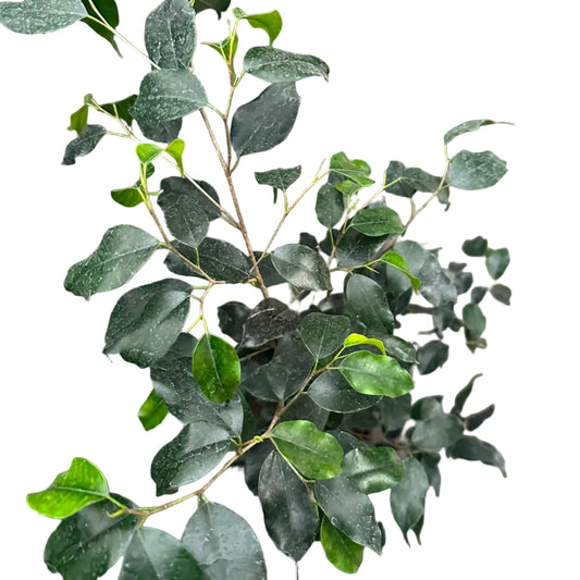 Ficus Negro M 21