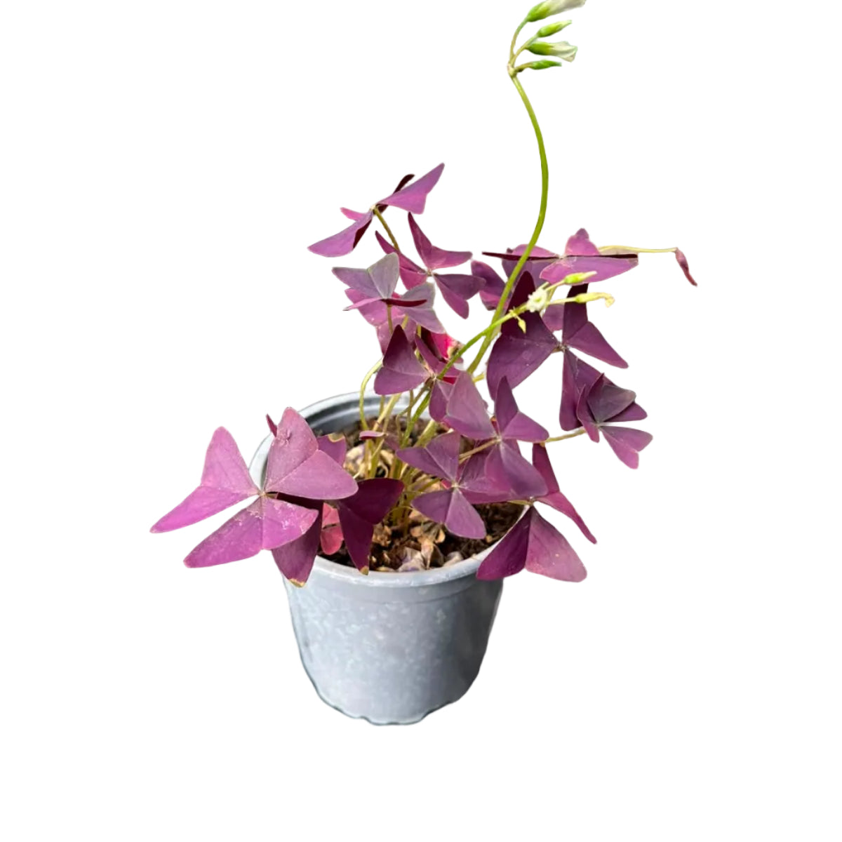Oxalis M 10