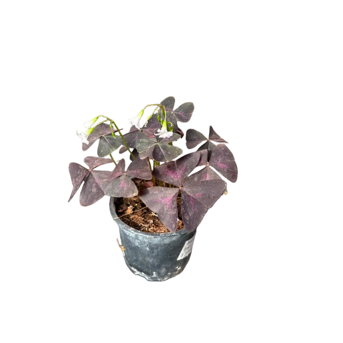 Oxalis Black M 10
