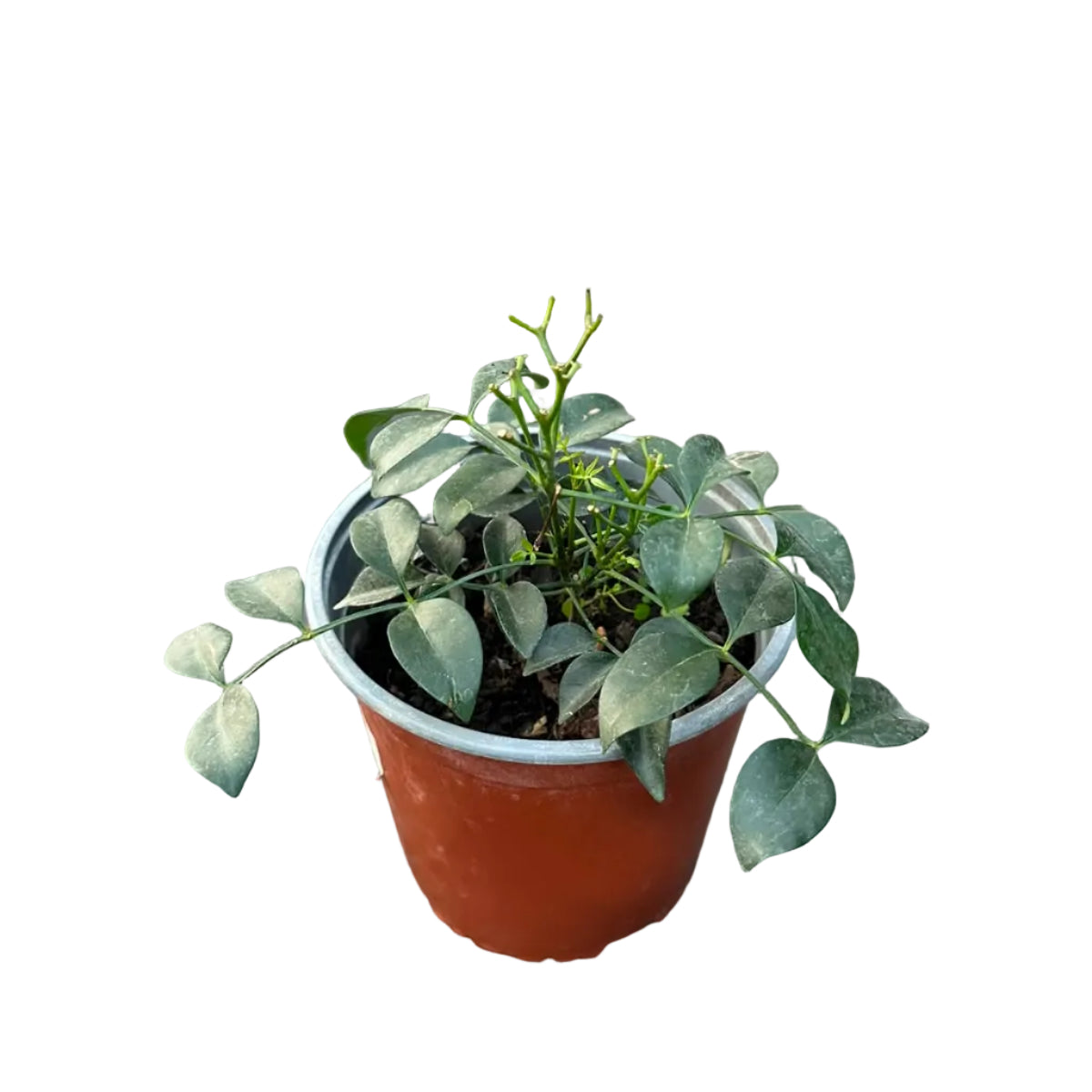 Pandorea Jazminoide M 17