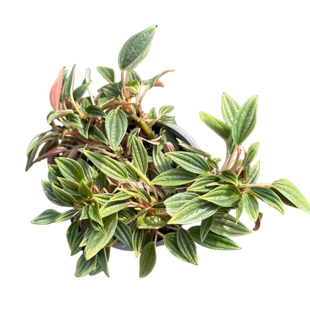 Peperomia Rosso M 15