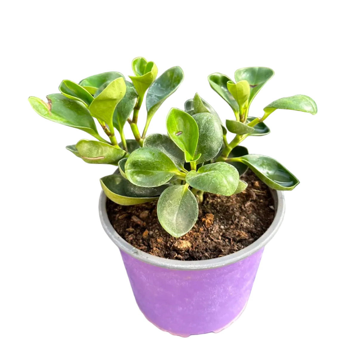 Peperomia Obtusifolia M 17