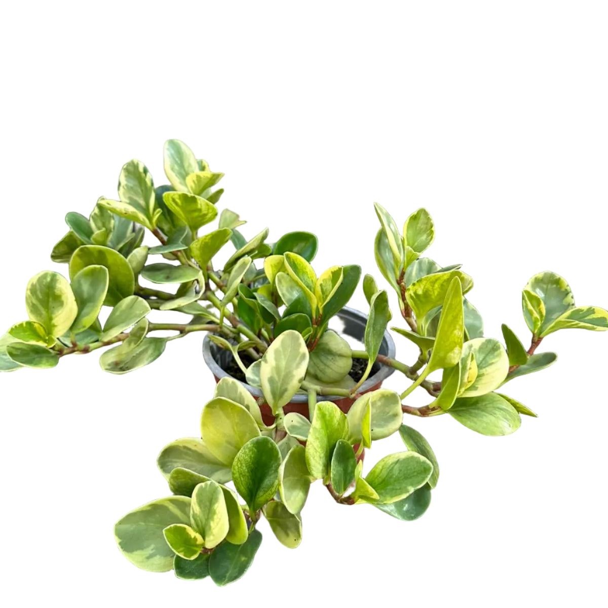 Peperomia Obtusifolia Variegada