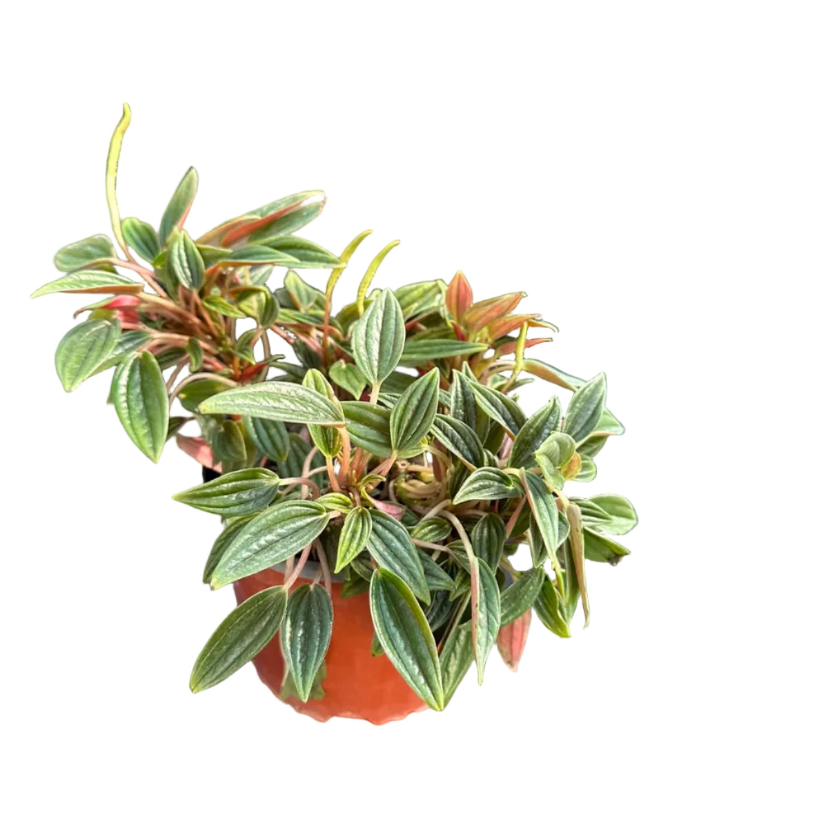Peperomia Rosso M 15