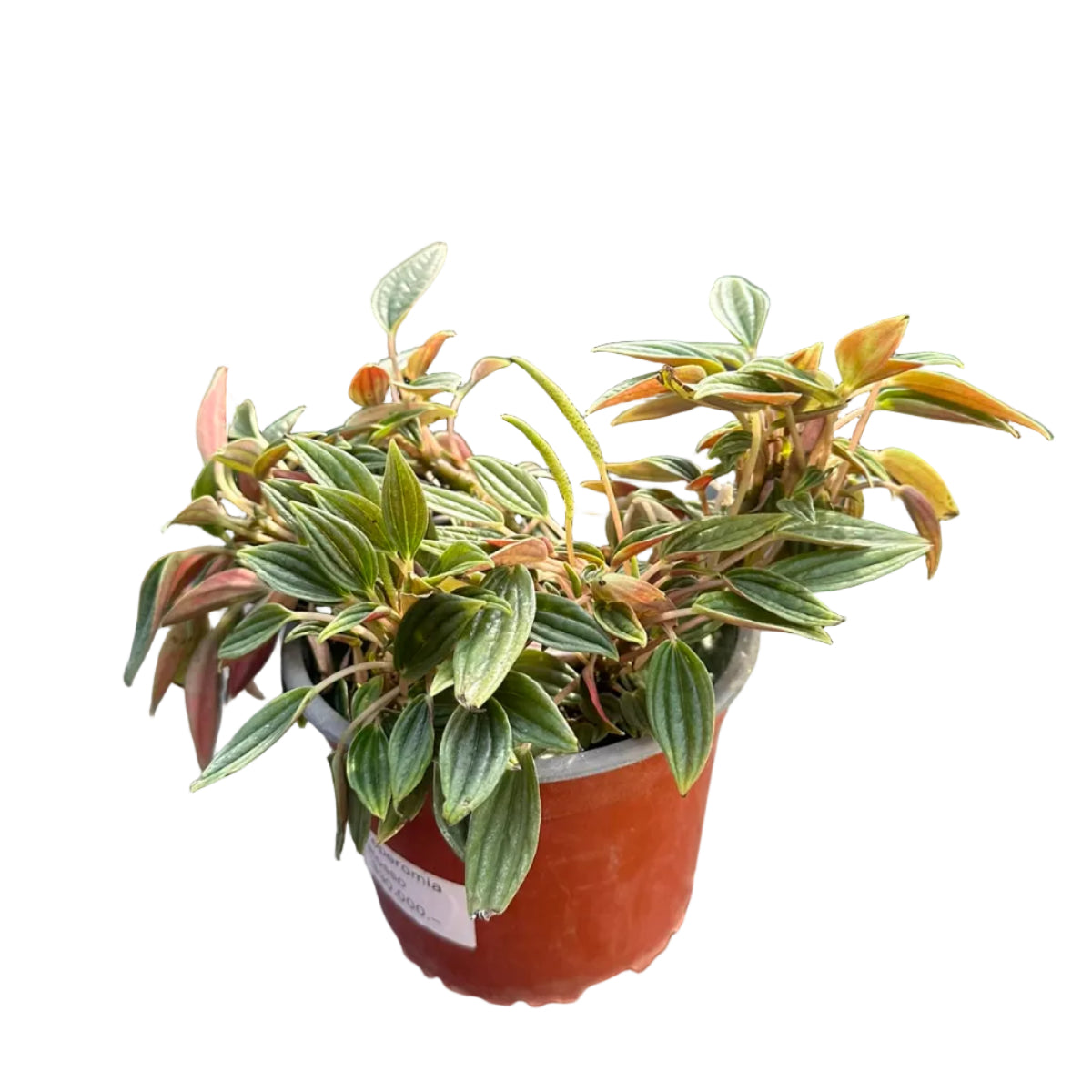 Peperomia Rosso M 15